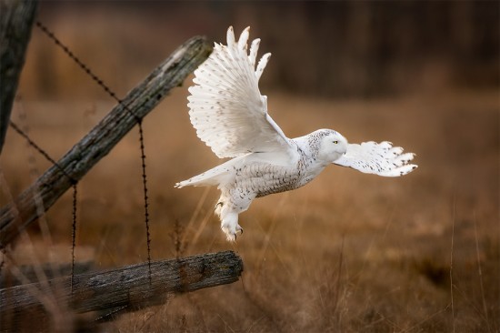 snowy-owl-taking-off