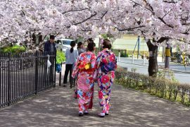 Kyoto cherry blossoms11