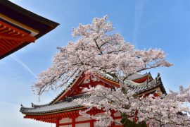 Kyoto cherry blossoms13
