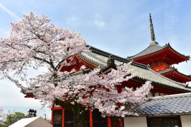 Kyoto cherry blossoms14