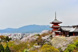 Kyoto cherry blossoms15