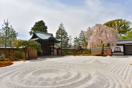 Kyoto cherry blossoms17