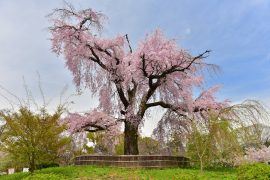 Kyoto cherry blossoms18