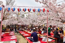 Kyoto cherry blossoms21