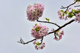 Kyoto cherry blossoms24