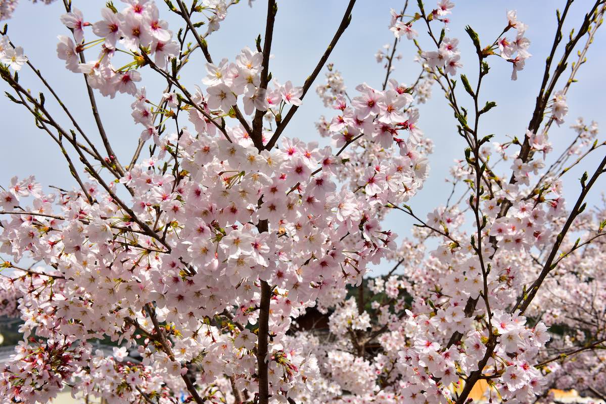 Kyoto cherry blossom with the Nikon D810 - Nikon Rumors