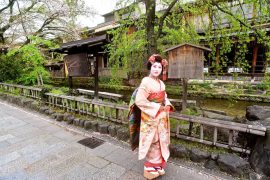 Kyoto cherry blossoms33