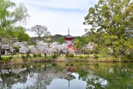 Kyoto cherry blossoms4