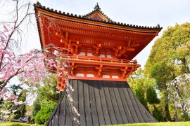 Kyoto cherry blossoms5