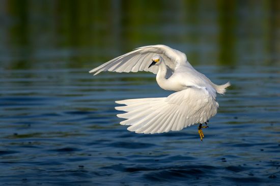 Egret over the water, Ritch Grissom Wetlands near Viera, FL, US. (c) Steve Perry