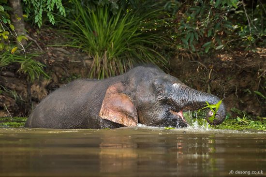 Like many of the wildlife in Borneo, this Pygmy Elephant is endemic and endangered. It’s feeding on some Water Hyacinth. D810, 200-500mm at 210mm.