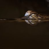 A False Gharial glide silently next to our boat by the river bank. D810, 500mm f4 AF-S II.