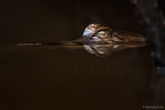 A False Gharial glide silently next to our boat by the river bank. D810, 500mm f4 AF-S II.