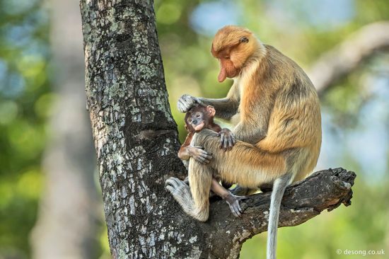 A tender moment between a mother Proboscis Monkey and her infant. D810, Nikon 500mm f4 AF-S II.