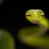 An Oriental Whipsnake taken with a macro ringflash and the Sigma 150mm.