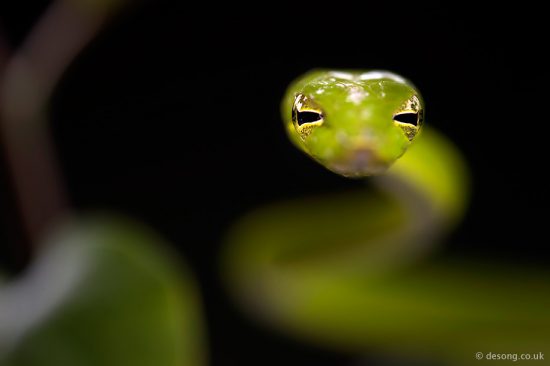 An Oriental Whipsnake taken with a macro ringflash and the Sigma 150mm.