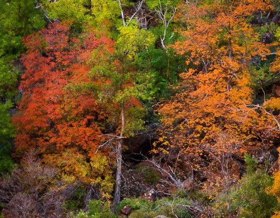 Fall Color Pano in Zion 3 HUGE