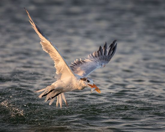 Tern Catching A Fish