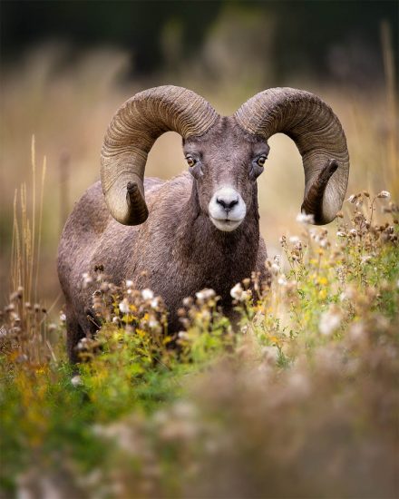 bighorn-ram