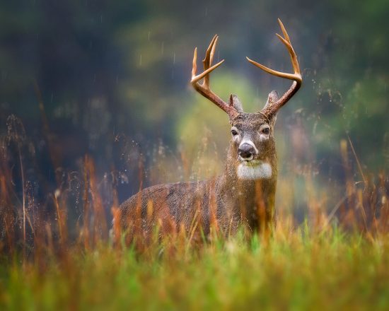 buck-in-the-rain