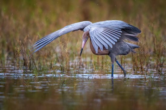 reddish-egret-hunting