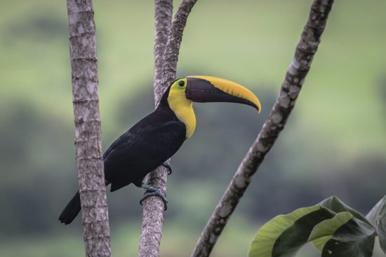 4_toucan