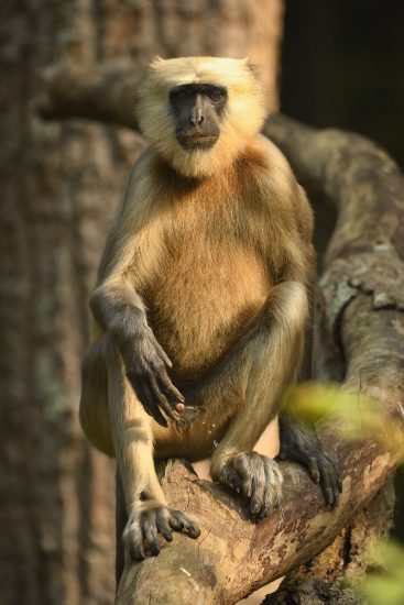 peeing_attitude_langur