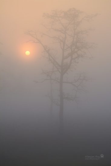 sunrise-from-the-forest-rest-house