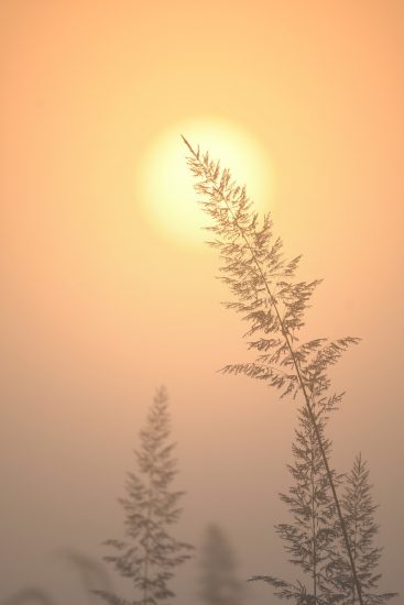 sunrise_top-of-a-grass-stalk