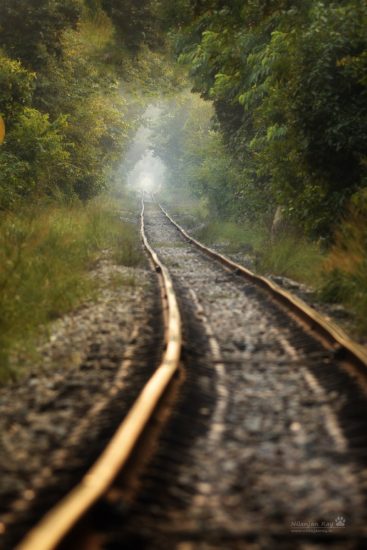 trainline-through-the-forest