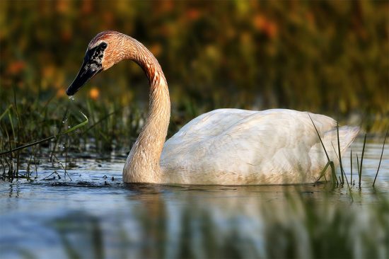 Swimming Swan (Nikon D7500, Nikon 300PF, 1/1600th, F4, ISO 280)