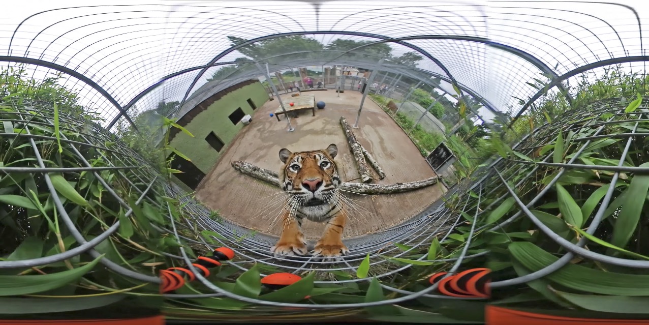 Rebellion Disturbance optional Nikon KeyMission 360 camera continues to record while being chewed by a  tiger (video) - Nikon Rumors
