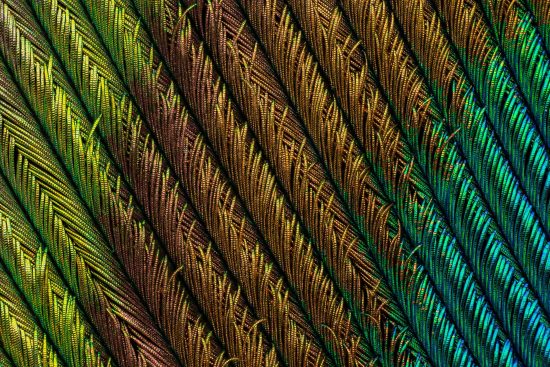Peacock feather section