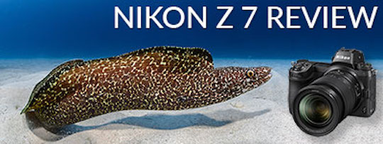 Nikon Z7 II Underwater Camera Review - Underwater Photography - Backscatter