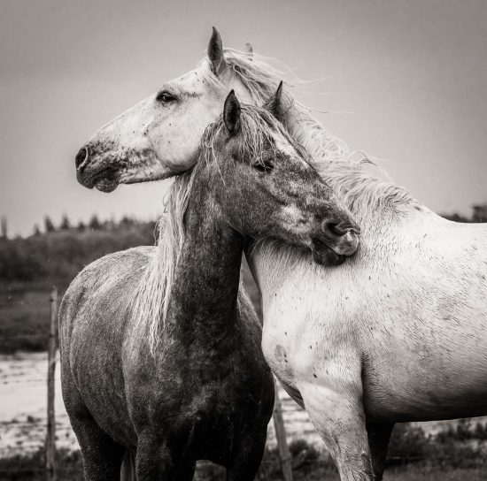 “The White Horses of the Camargue” by Tony Bonanno - Nikon Rumors