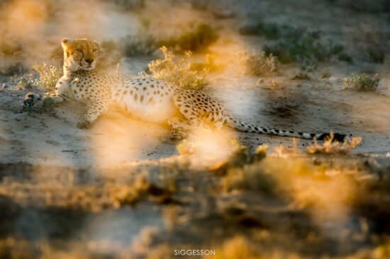 Double exposure of Cheetah