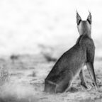 Caracal looking out over her domains