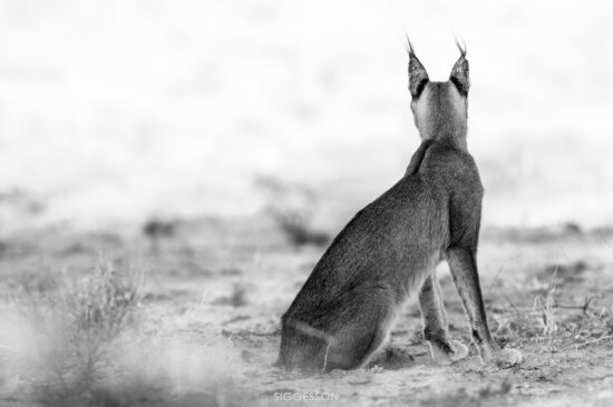 Caracal looking out over her domains