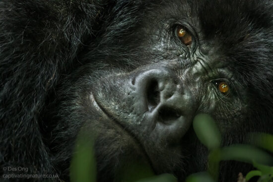Mountain Gorilla, Uganda.