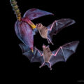 Palla’s Long Tongue Bats, Costa Rica