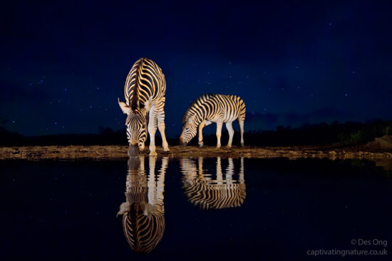 Zebras, South Africa