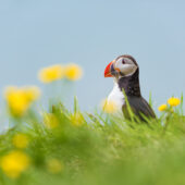 A puffin returns with a good catch on a beautiful sunny day. Nikon D810, 300mm with 1.4xTC at 420mm, ISO 100, 1/800s at f/4