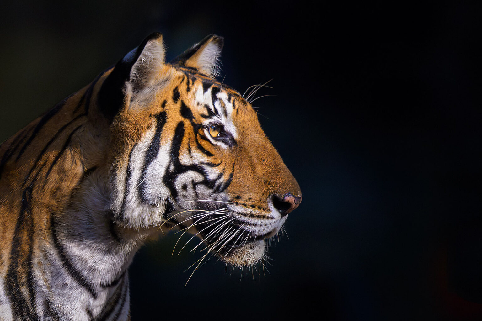 Photographing Tigers with the Nikon Z9 – Seriously Photography