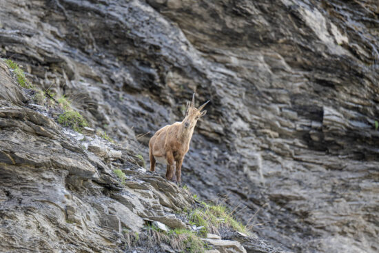 Young Ibex on the Swiss Alps
