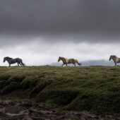 Icelandic horse in the Highlands of Iceland