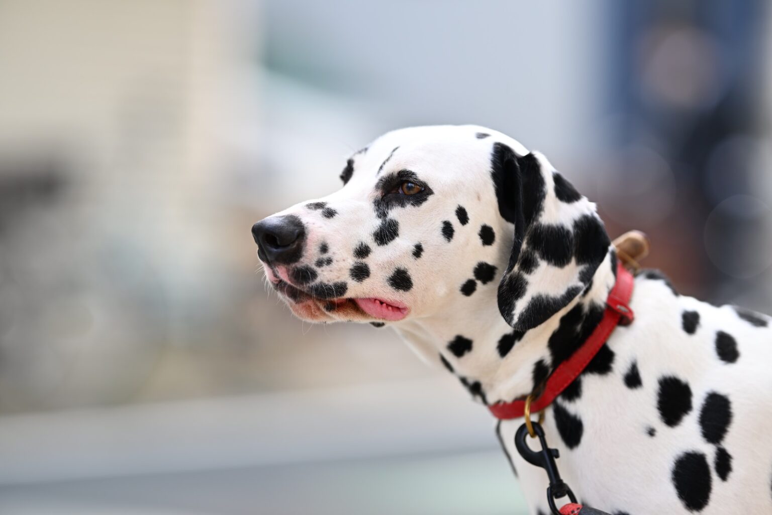 Sample photos taken with the new Nikkor Z 135mm f/1.8 S Plena lens on