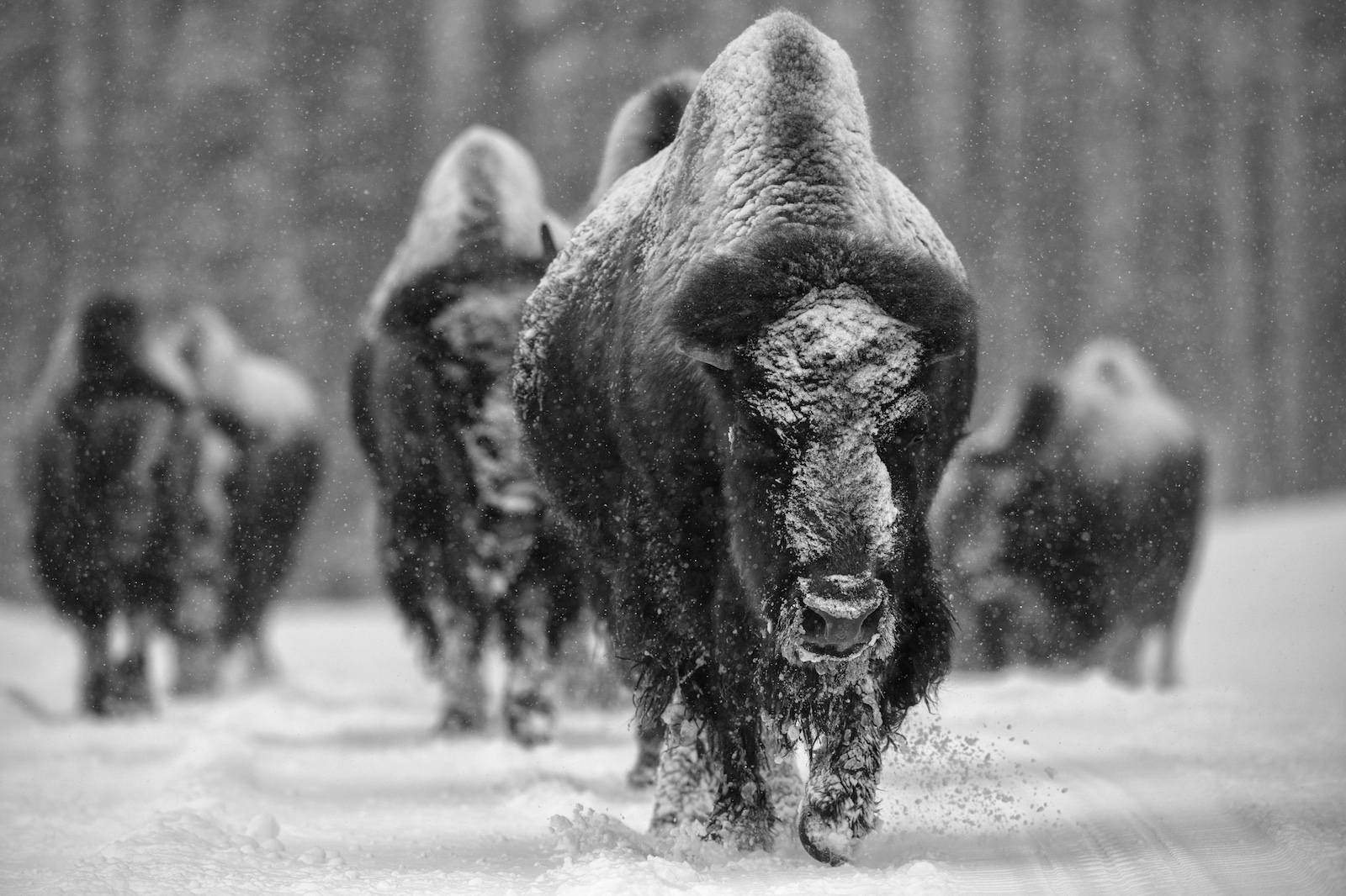 My favorite lens: Nikon NIKKOR Z 400mm f/2.8 TC VR S lens - Nikon