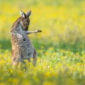 Jason Moore, ‘Air Guitar Roo’, winner of The Comedy Wildlife Photography Awards 2023
