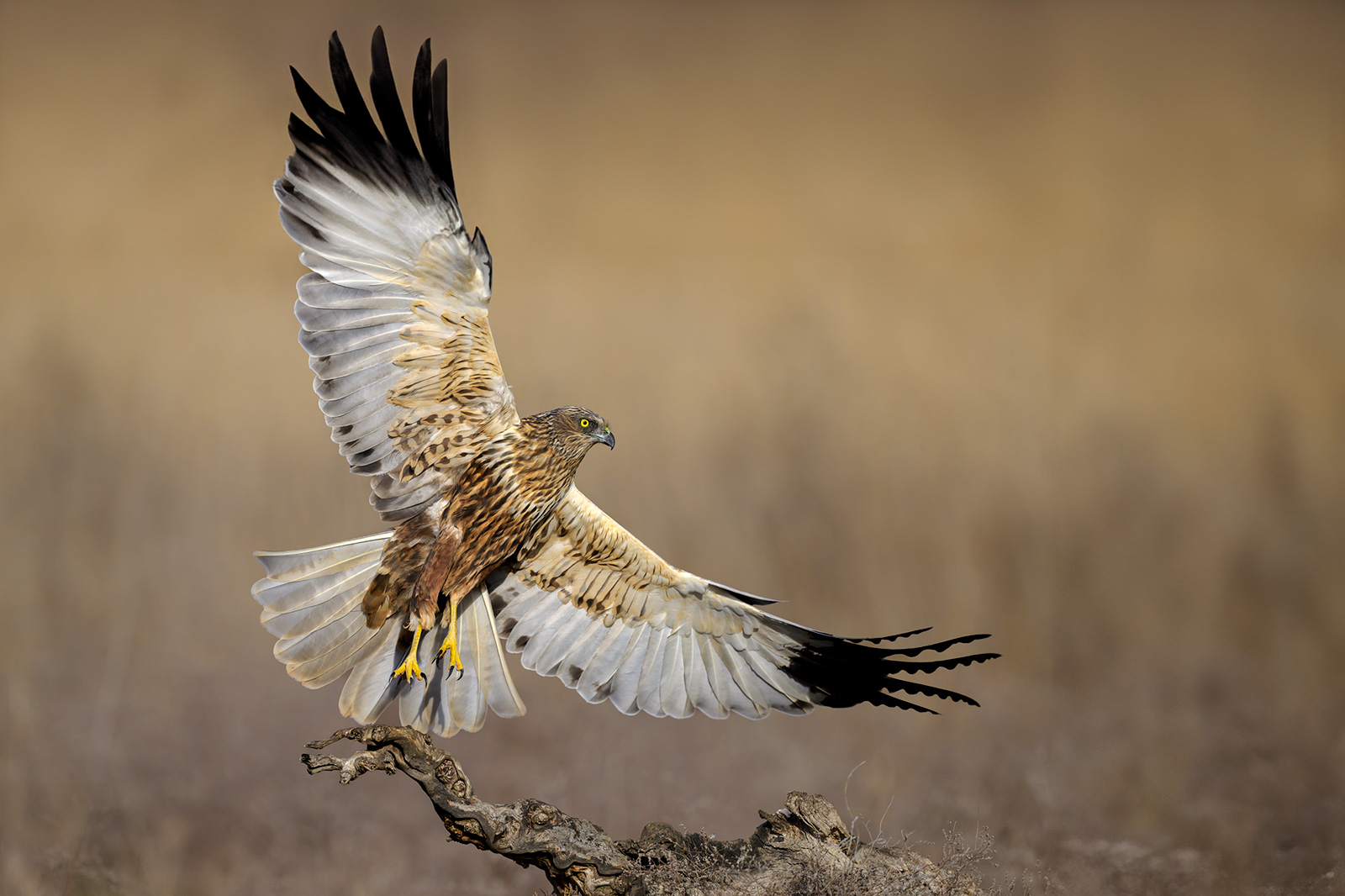 Copertura Impermeabile Per Obiettivo Nikon Z 400mm F2.8 - Mimetica Wilderness Per Fotografia Naturalistica - Foto 5