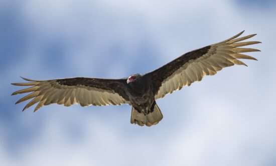 A turkey vulture patrols the sky above Mormon Lake in northern Arizona. (Nikon Z9 with 800mm PF at f/6.3, 1/2500, ISO 800)